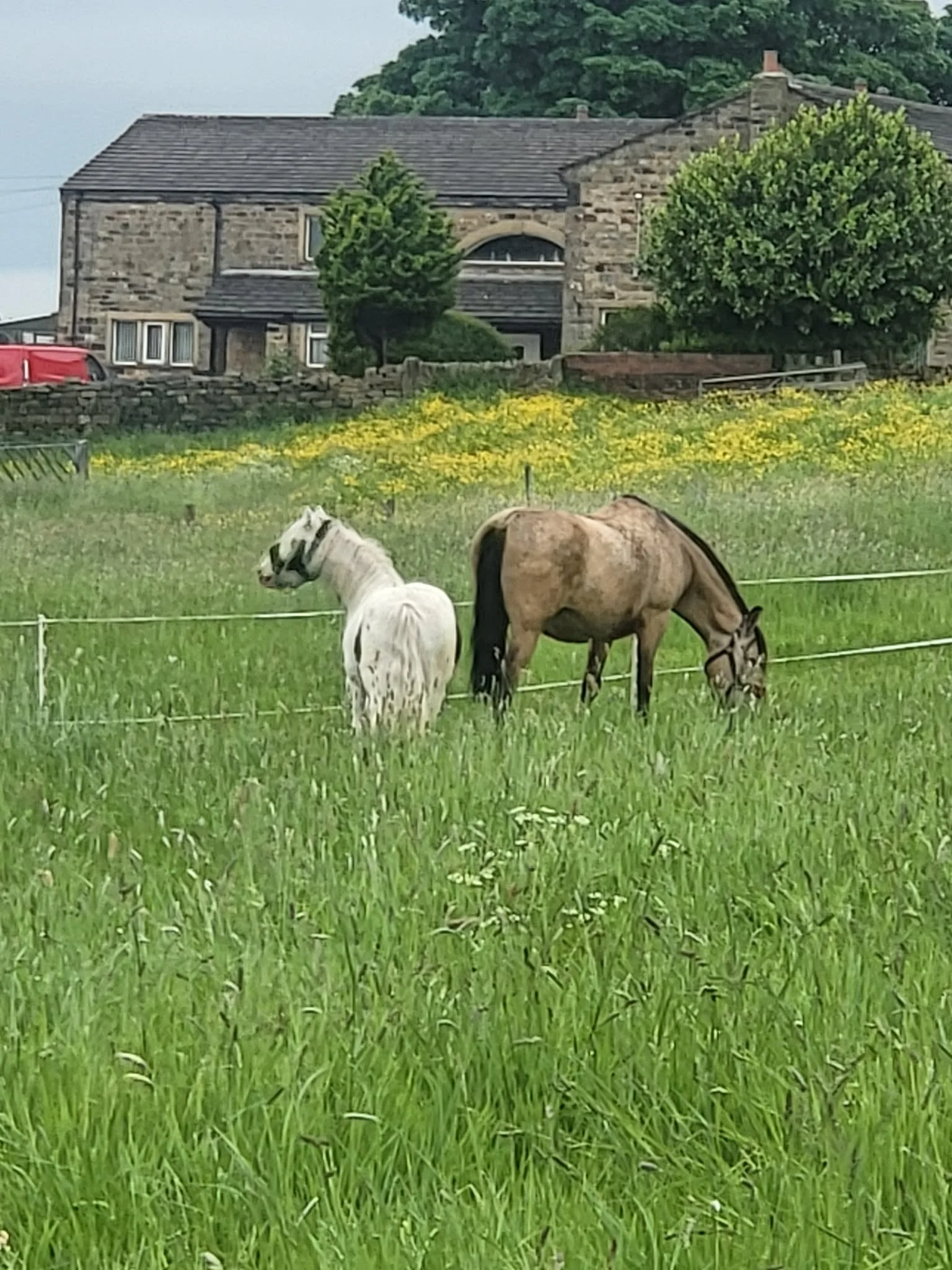 Our Beautiful Animals